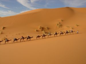 Camel trekking
